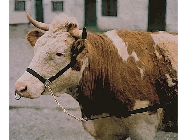 Produktfoto